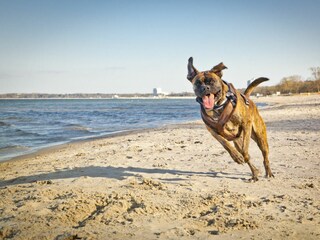 Hundestrand