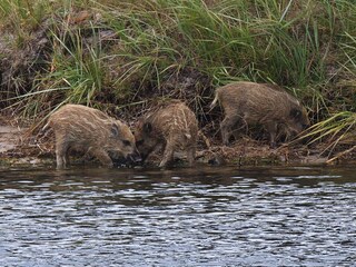 Auch mal ohne die Mutter die Welt entdecken...