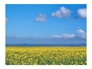 Rapsblüte