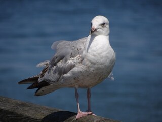 Apartamento de vacaciones Prerow Entorno 31