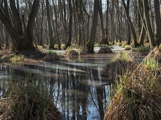 Appartement de vacances Prerow Environnement 18