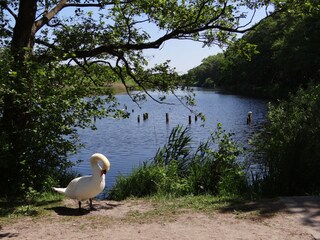 Appartamento per vacanze Prerow Ambiente 20