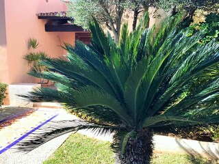 Villa Santa Ponsa Registrazione all'aperto 8