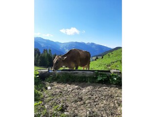 Vakantieappartement Mayrhofen Omgeving 25