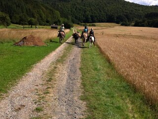Wanderreiten in der Hocheifel