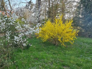 Frühling im Garten