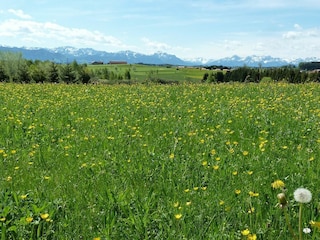 Vakantieappartement Leutkirch Buitenaudio-opname 5