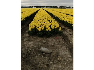 Casa per le vacanze Schoorldam Ambiente 19