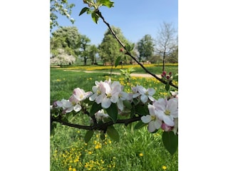 Streuobstwiesen in Wankheim