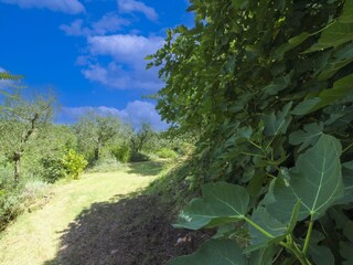 Ferienhaus Monte San Savino Umgebung 15