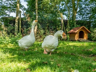 Vakantiehuis Burgh-Haamstede Buitenaudio-opname 4