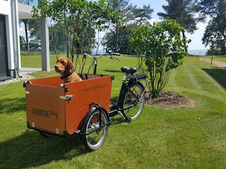 unser Hundefahrrad zum Ausleihen