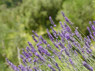 Appartement Toscolano-Maderno  37