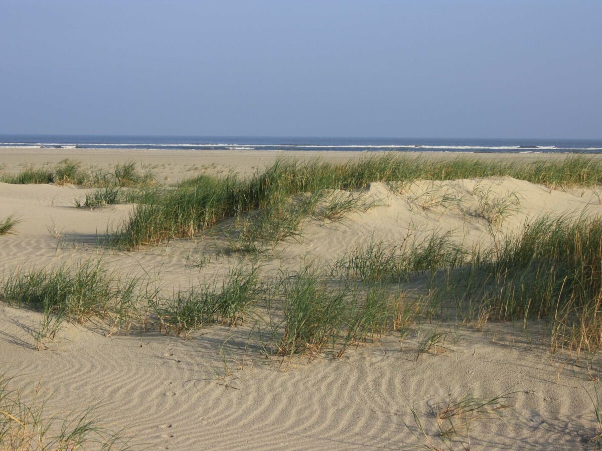 Dünenlandschaft