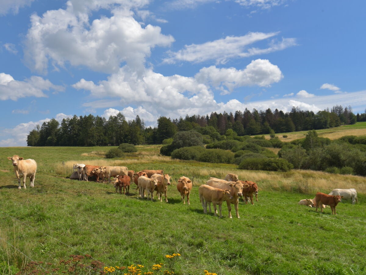 Landschaft bei Judenbach