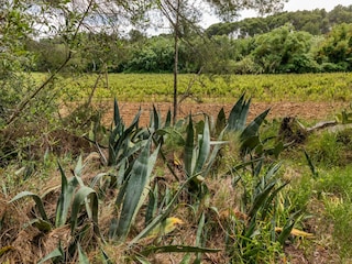 Apartment Montagnac (Hérault) Outdoor Recording 9