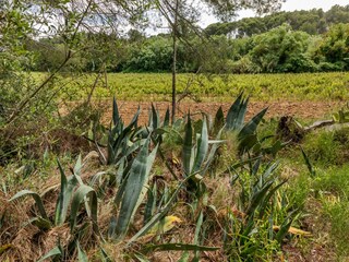 Appartement Montagnac (Hérault) Enregistrement extérieur 14