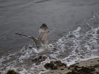 Möwe am Strand