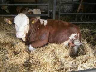 Appartamento per vacanze St. Stefan im Rosental Ambiente 10