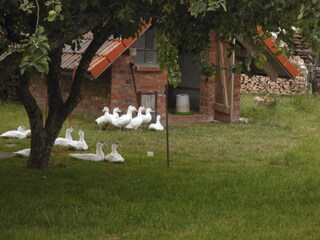 im Garten