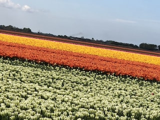 Casa per le vacanze Julianadorp Ambiente 21