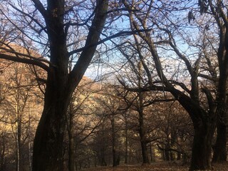 old chestnut trees