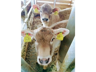 Appartamento per vacanze Terenten Registrazione all'aperto 14