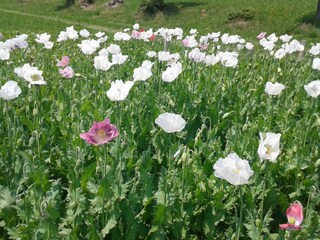 Appartamento per vacanze Terenten Ambiente 24