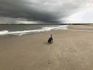 Casa per le vacanze Kamperland Ambiente 38