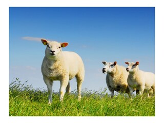 Appartamento De Koog Ambiente 13