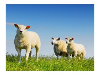 Appartamento per vacanze De Koog Ambiente 15