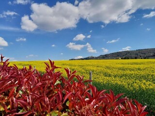 Apartamento Tuoro sul Trasimeno Entorno 23