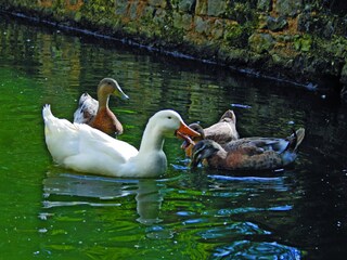 Wassergraben hinter dem Schloss