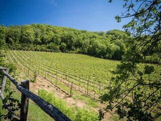 Appartement Greve in Chianti Environnement 33