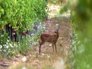Appartement Greve in Chianti Environnement 32