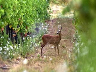 Appartement Greve in Chianti Environnement 38
