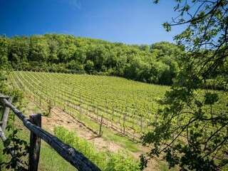 Appartement Greve in Chianti Environnement 36