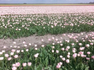 Casa per le vacanze Wervershoof Ambiente 35