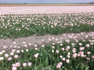 Vakantiehuis Wervershoof Omgeving 34