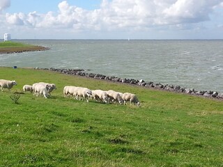 Vakantiehuis Wervershoof Omgeving 30