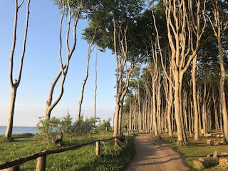 Ferienwohnung Nienhagen  26