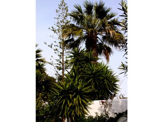 Oasis-verde Garten