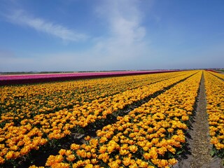 Appartamento per vacanze Julianadorp Ambiente 18