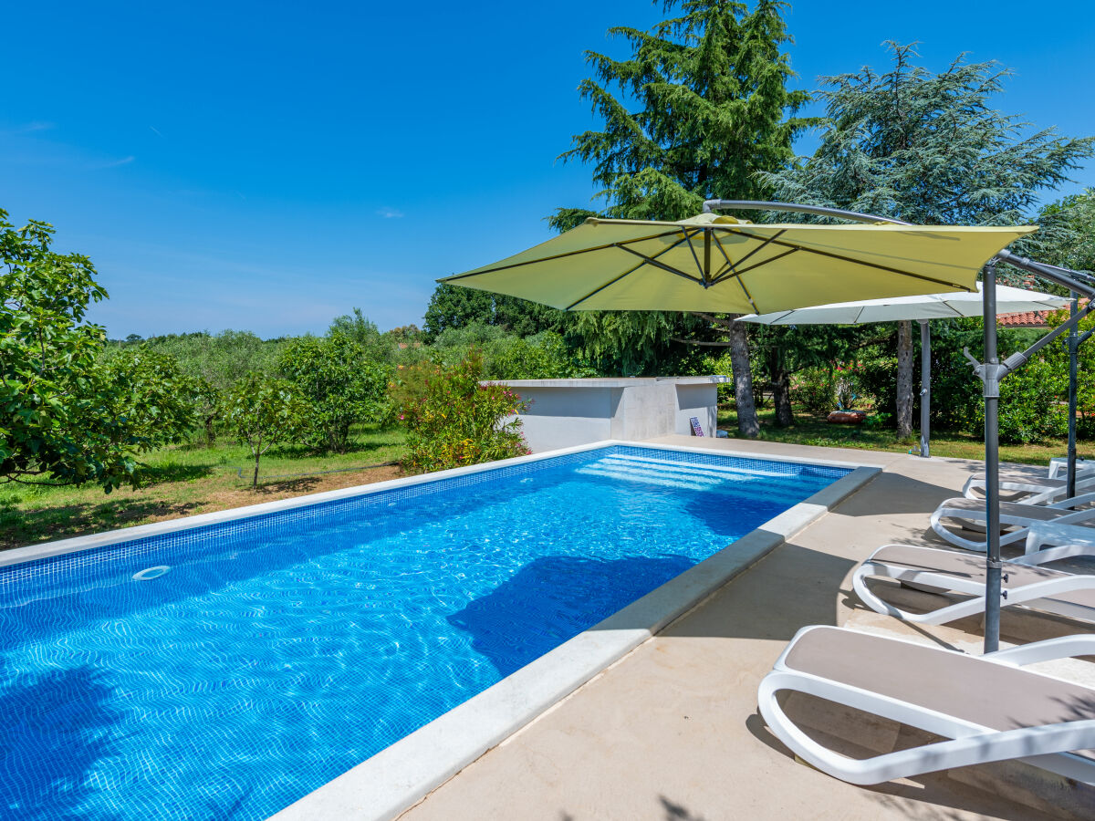 Swimming pool surrounded by olive groves