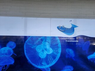 Holiday apartment Priwall Environment 32