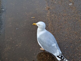 Holiday apartment Priwall Document 44