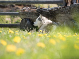 Capanna alpina Rangersdorf Ambiente 18