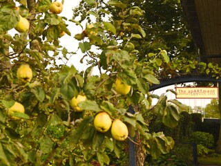 Appartamento per vacanze Den Oever Registrazione all'aperto 11