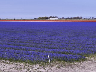 Appartamento per vacanze Den Oever Ambiente 35