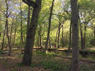 Ferienhaus Bergen (Holland) Umgebung 38